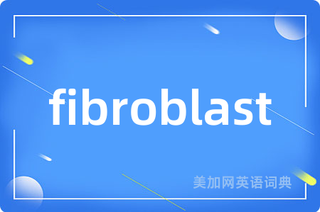 fibroblast