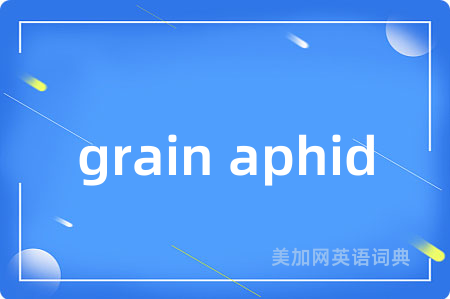 grain aphid
