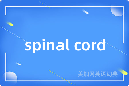 spinal cord